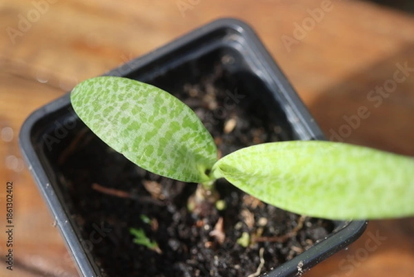 Obraz Scilla pauciflora