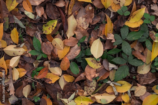 Fototapeta Sottobosco