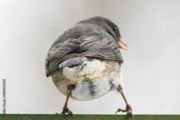 Obraz bird on a branch