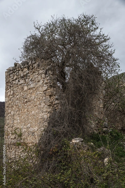 Fototapeta Baum in einer Ruine