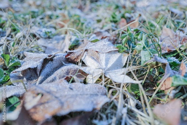 Obraz 霜が降りた草