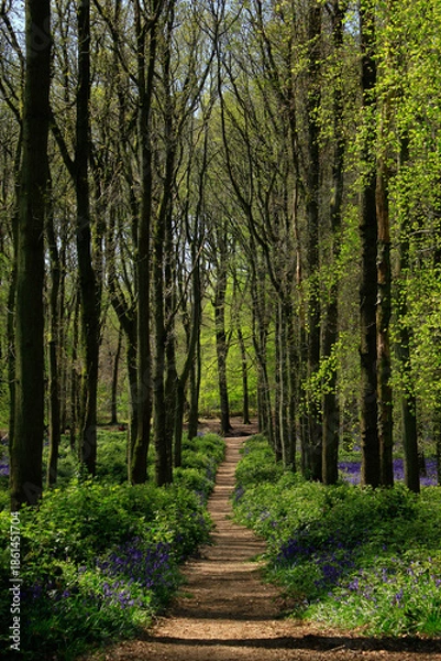 Obraz path in the woods