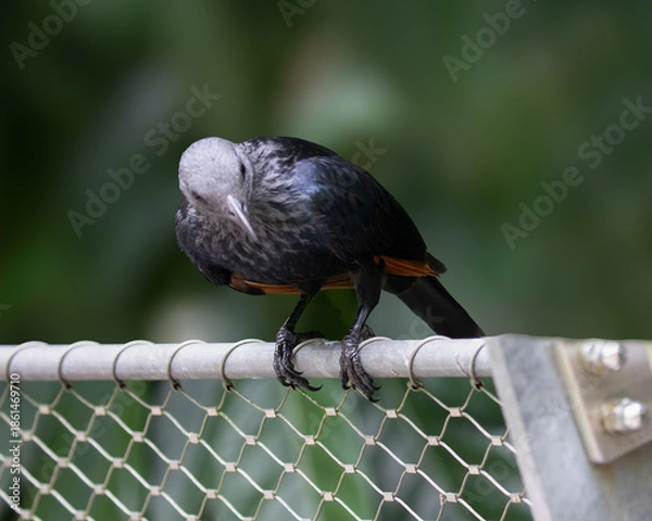 Obraz Red Winged Starling