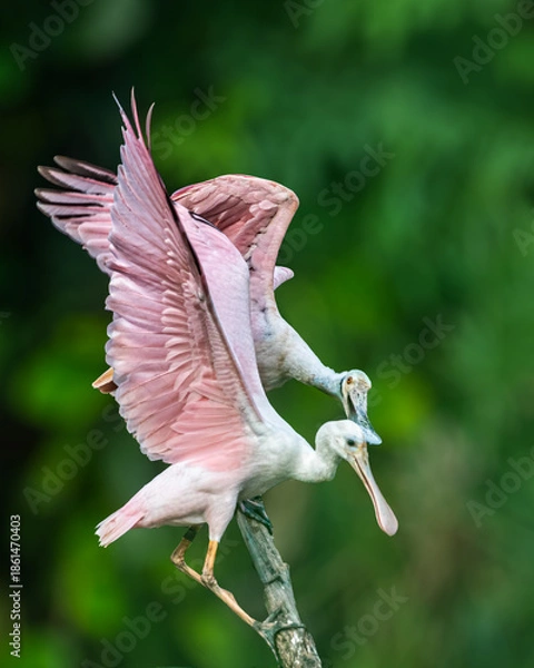 Obraz Pink Spoon Bills