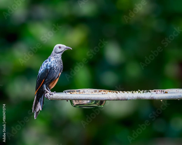 Obraz Red Winged Starling