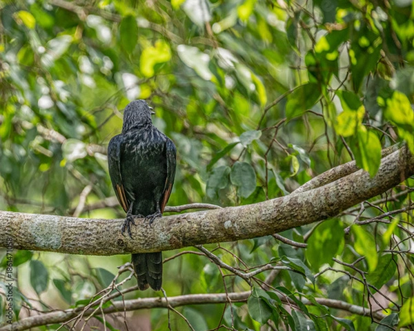 Obraz Red Winged Starling