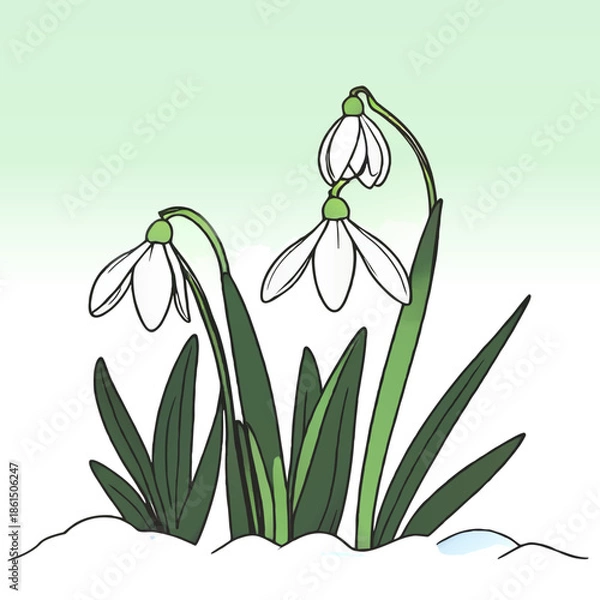 Obraz snowdrop flowers in the snow cartoon vector illustration