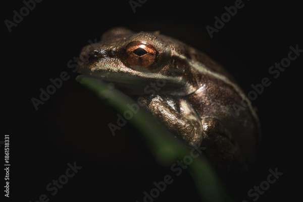 Fototapeta Tiny Tree frog on a leaf