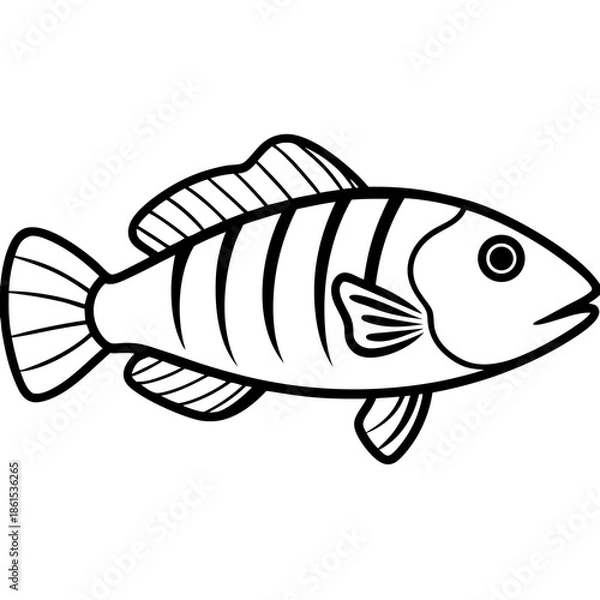 Obraz Minimal Ballan Wrasse Vector on White