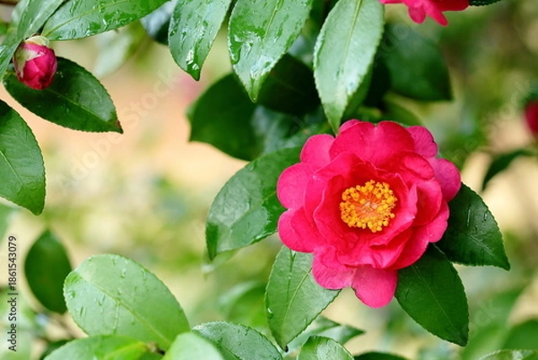 Obraz 日本の冬に咲いたサザンカ