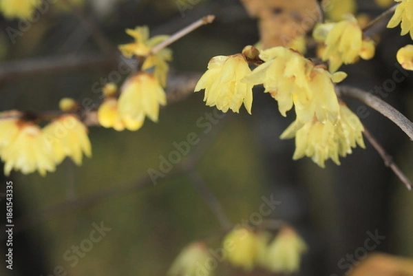 Obraz 日本の初春の花、ロウバイ	