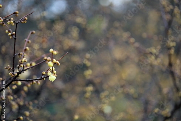 Obraz 日本の初春の花、ロウバイ	
