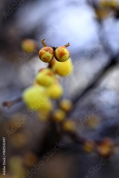 Obraz 日本の初春の花、ロウバイ	