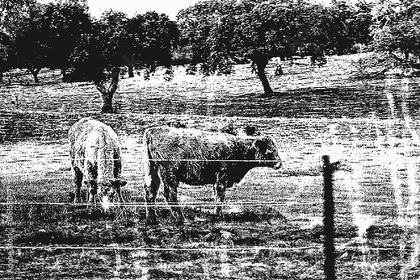 Obraz vacas na cerca