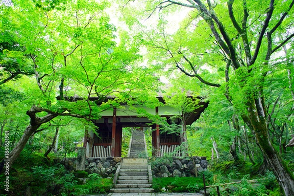 Fototapeta 京都嵐山の嵯峨野を散策する
