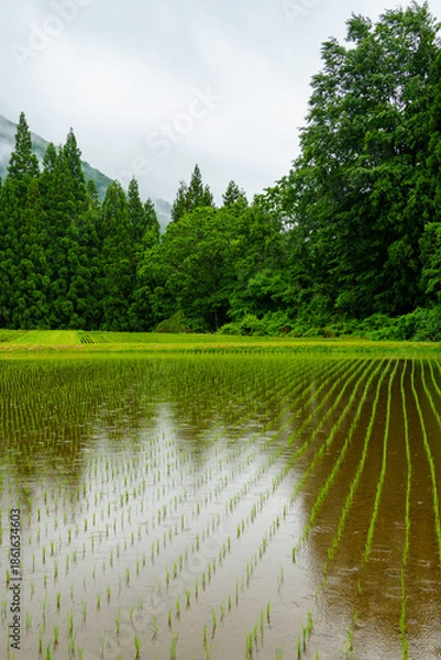 Obraz 250611雨の日の田んぼ