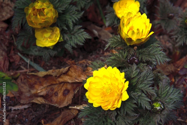 Fototapeta 福寿草の花