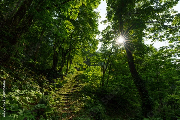 Obraz 250620秋山郷大瀬の滝