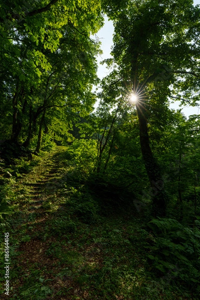 Obraz 250620秋山郷大瀬の滝