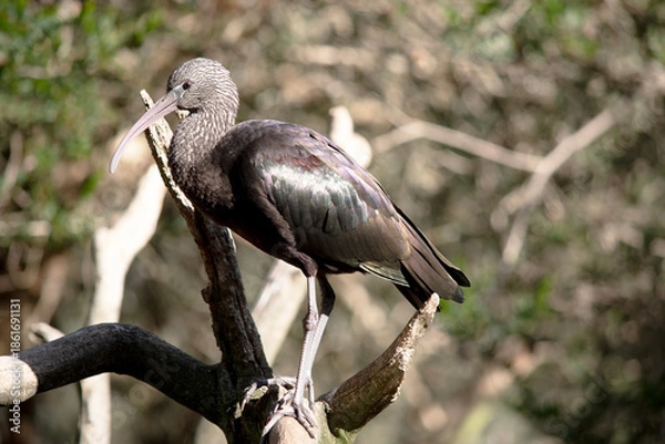 Obraz the glossy ibis is perched on a tree