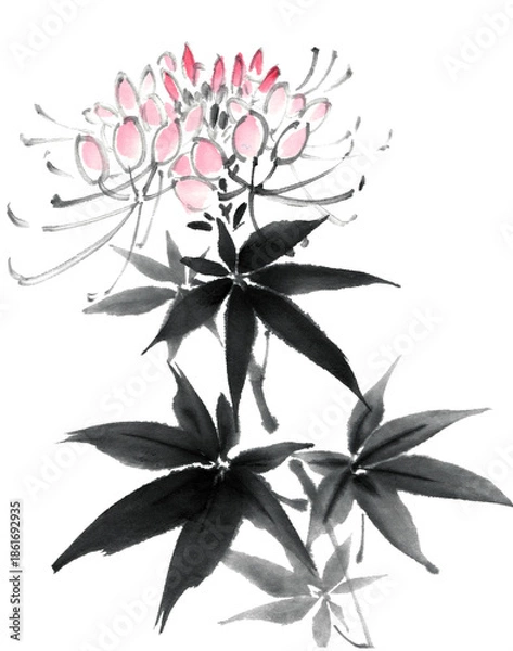 Fototapeta 水墨技法で描いたクレオメ