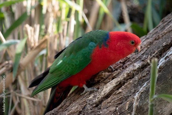 Obraz the austrralian king parrot is perched on a branch