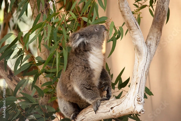Obraz the koala is looking up