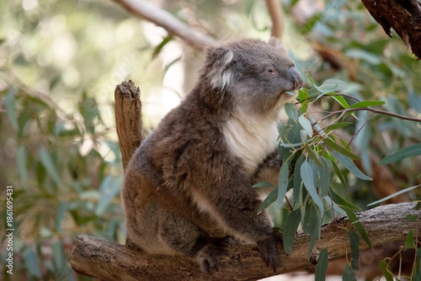 Obraz the koala is eating eucalpytus leaves