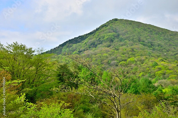 Fototapeta 丹沢　新緑の甲相国境尾根　高指山より大岩を望む
