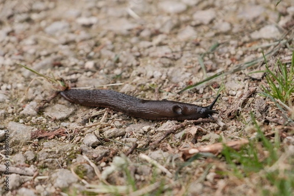 Fototapeta limace noire .