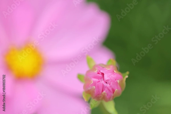 Obraz コスモスの蕾　Cosmos buds