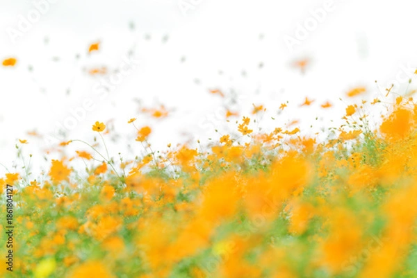 Obraz コスモスの群生　Cosmos clusters