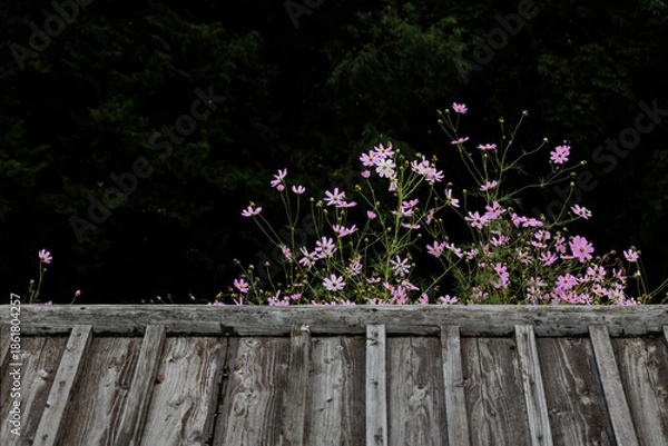 Obraz 古い屋根越しに見るコスモス　Cosmos seen through an old roof