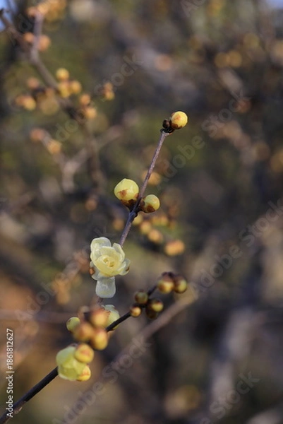 Obraz 日本の初春の花、ロウバイ