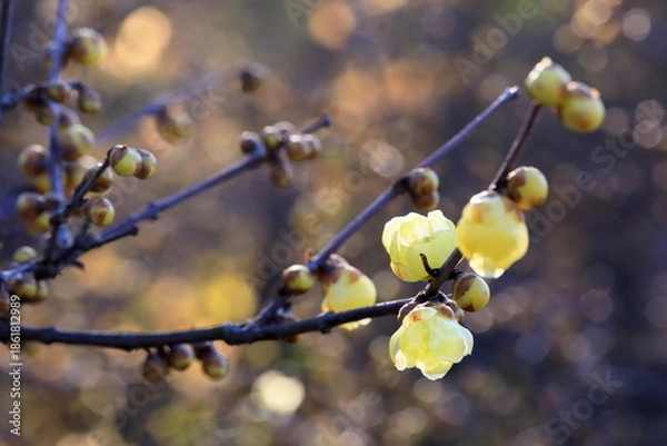 Obraz 日本の初春の花、ロウバイ
