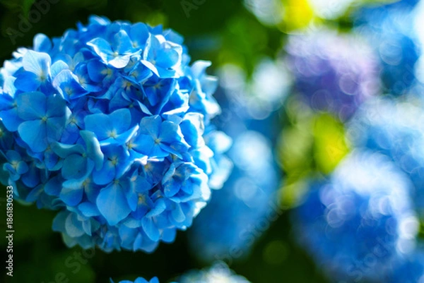 Obraz 250629栄村白鳥のあじさい