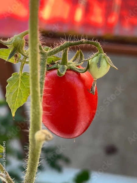 Obraz red tomato plant