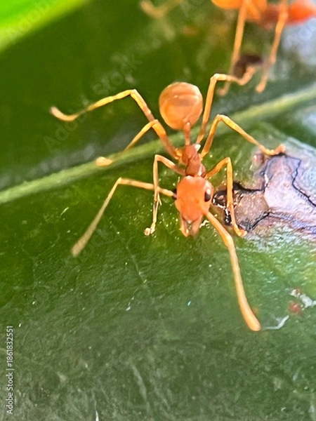 Obraz ant on a leaf