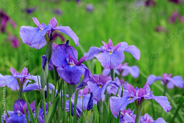 Obraz 北海道苫小牧市、錦大沼ハナショウブ園で咲き誇るハナショウブ【7月】