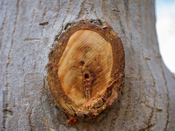 Obraz 樹皮に囲まれた新鮮な木の剪定跡