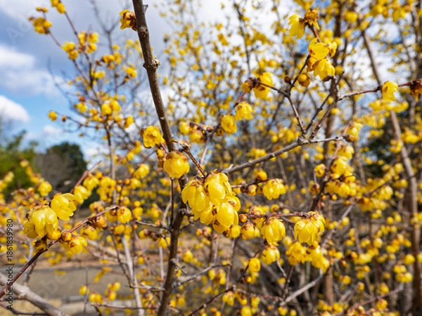 Obraz 青空に映える鮮やかな満開の蝋梅