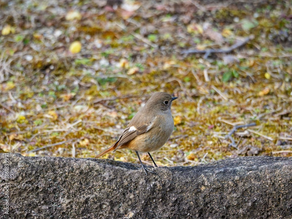 Obraz つぶらな瞳が愛らしいジョウビタキの雌