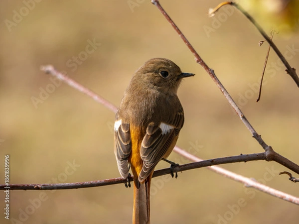 Obraz つぶらな瞳が愛らしいジョウビタキのメス