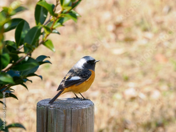 Obraz 愛らしい姿、杭に佇む冬のジョウビタキ