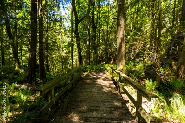 Fototapeta a wooden bridge deep in the forest 