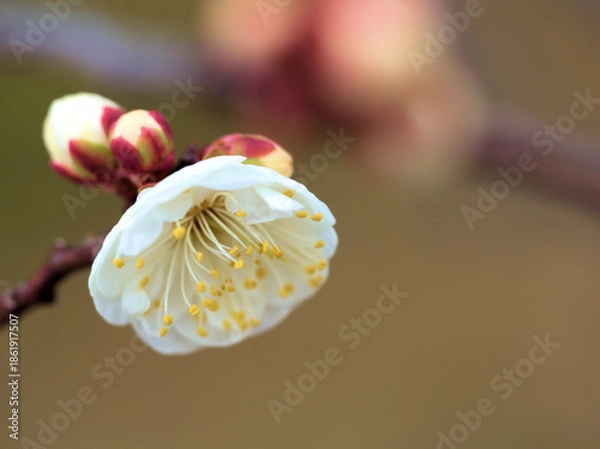 Obraz 12月に美しく咲いた白い梅