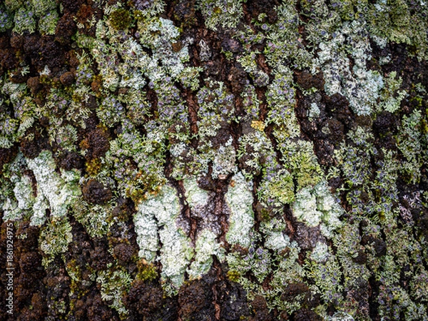 Obraz Tree bark texture with growing lichen and moss