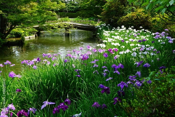 Fototapeta 京都梅宮大社の花菖蒲