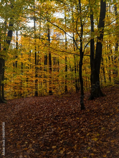 Obraz beautiful path in autumn forest