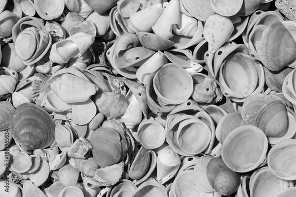Obraz Seashells Natural Collection Topview Monochrome. Beach Texture Abstract Gray Pattern